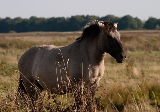 Konik polski