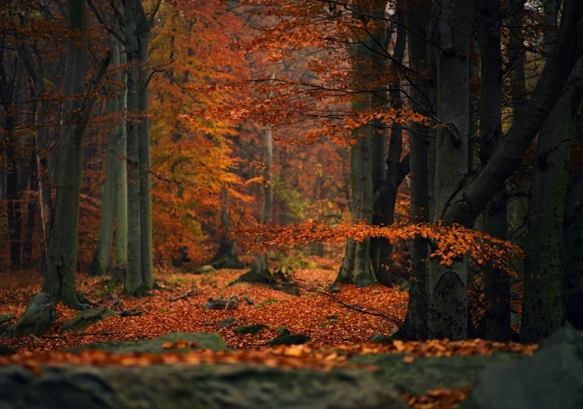 bioroznorodnosc lasow