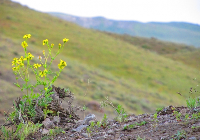 kurhany w azerbejdzanie