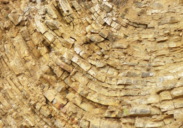 skamieniałości ptaków