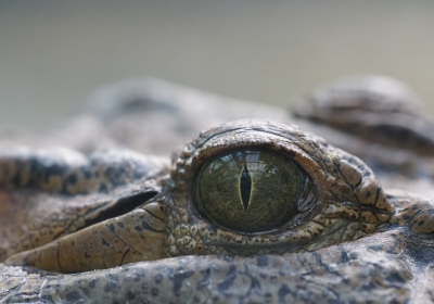 skamienialosc krokodyla z malym dinozaurem