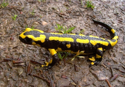 salamandra plamista