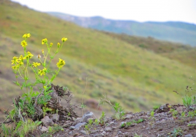 kurhany w azerbejdzanie