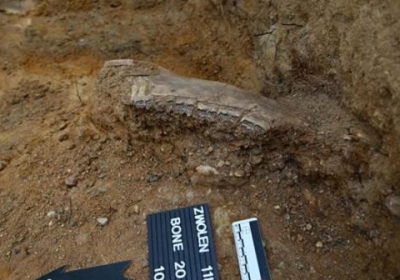 neandertalczyk w zwoleniu