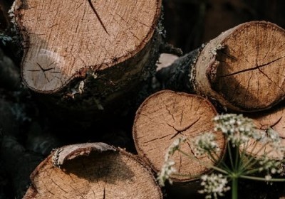 barszcz sosnowskiego