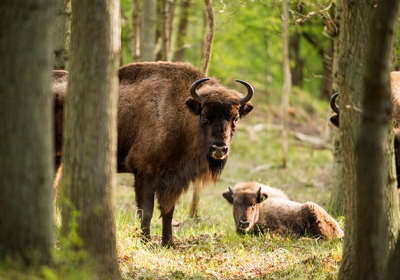 zubr w bieszczadach