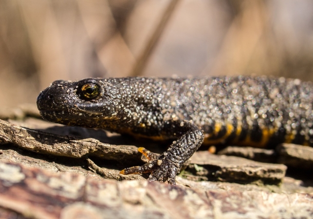 traszka grzebieniasta